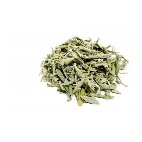 Salvia hoja