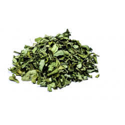 Moringa hojas