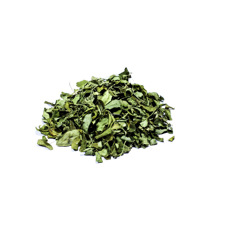 Moringa hojas