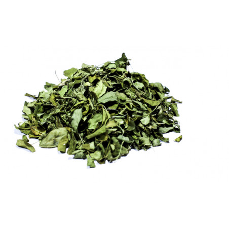 Moringa hojas