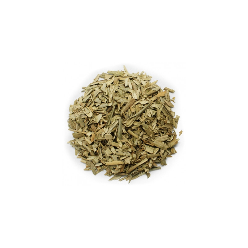 Olivo hojas