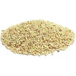 Sorgo blanco