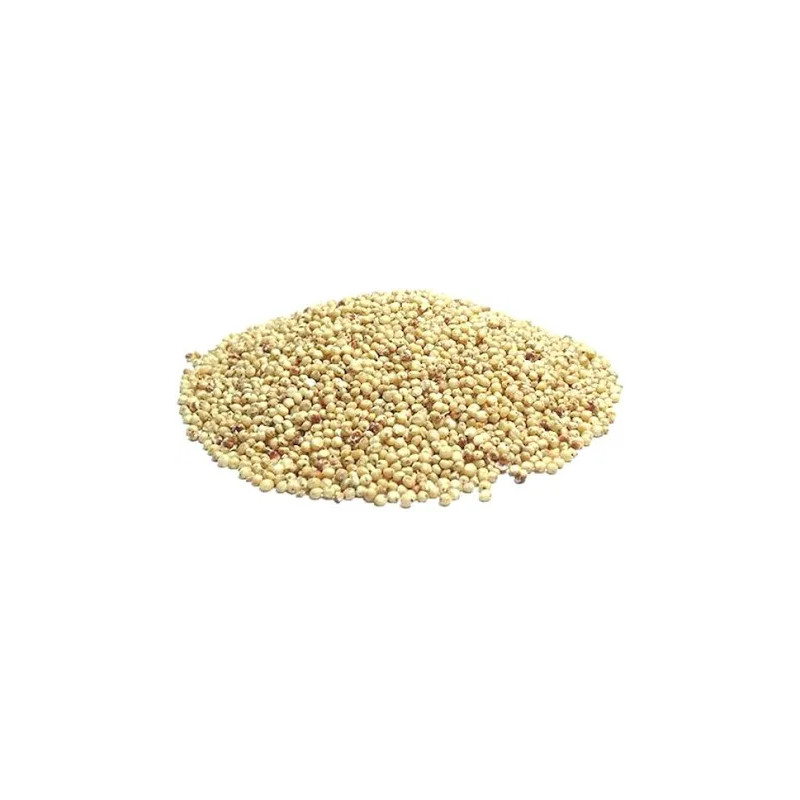 Sorgo blanco
